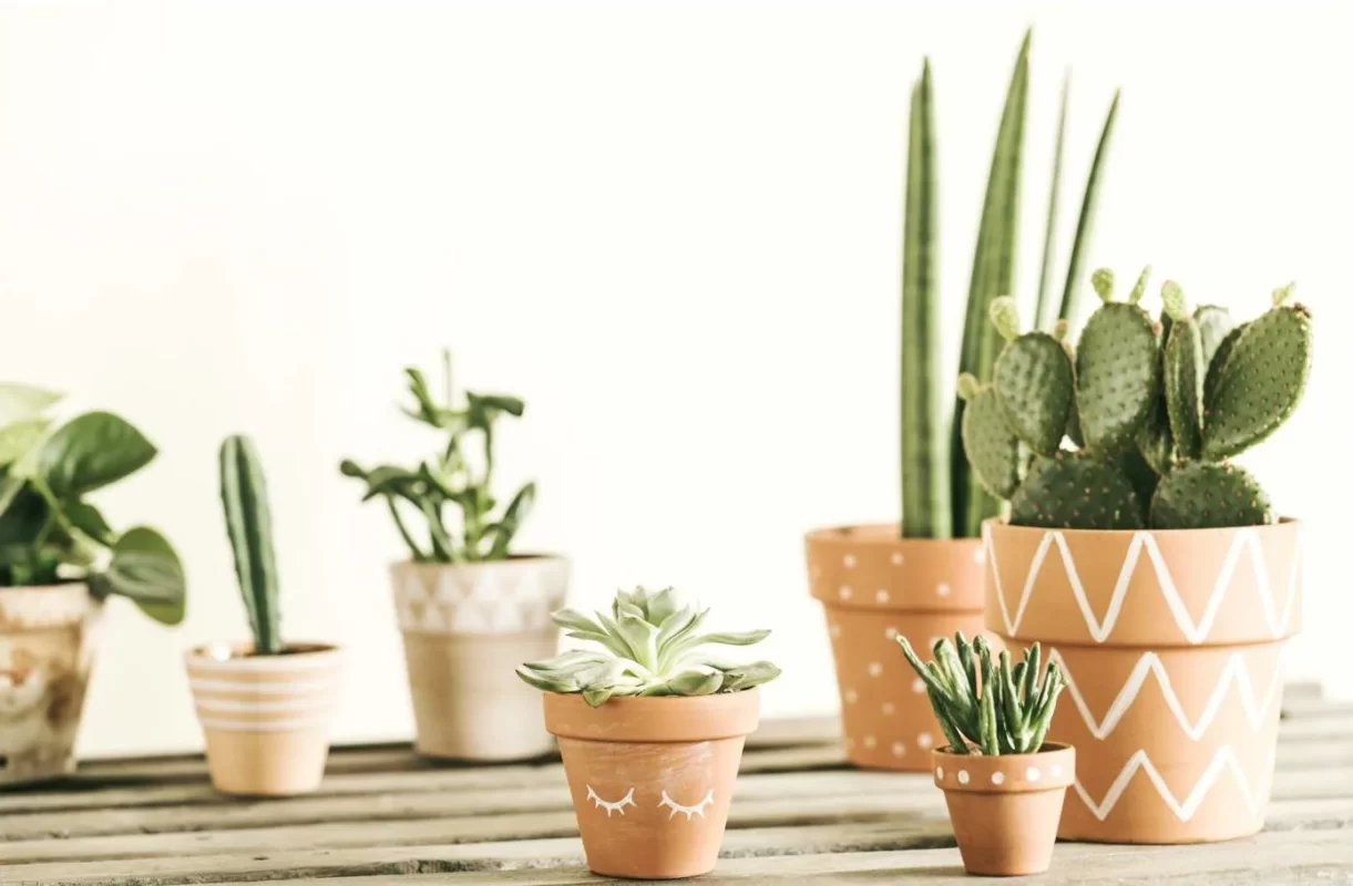 Điểm danh các loại cây phát triển tốt tươi làm duyên trong nhà dành cho người mới trồng - Ảnh 3. 2 16285187535071705909426 1675219199073 16752191991691814509093 1696237707472 16962377077302140284213