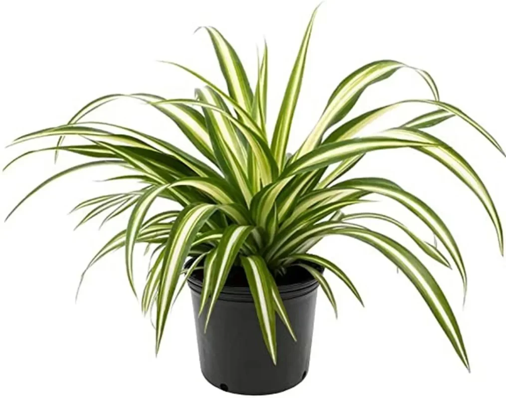 Điểm danh các loại cây phát triển tốt tươi làm duyên trong nhà dành cho người mới trồng - Ảnh 4. 3 1628518753590750730507 1675406364329 1675406367003328297761 1696237708177 1696237708271943189474