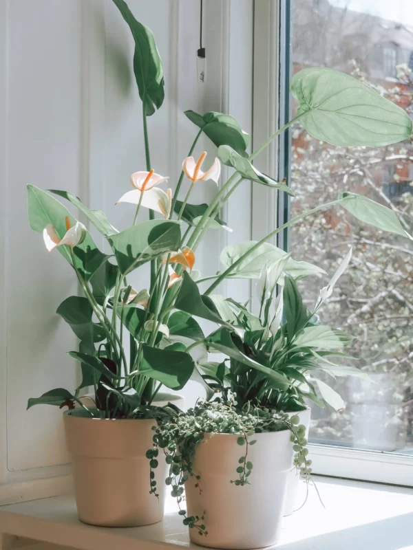 Điểm danh các loại cây phát triển tốt tươi làm duyên trong nhà dành cho người mới trồng - Ảnh 6. 5 16285187538261296972777 1675406376068 16754063763152076258363 1696237709487 1696237709592269267045