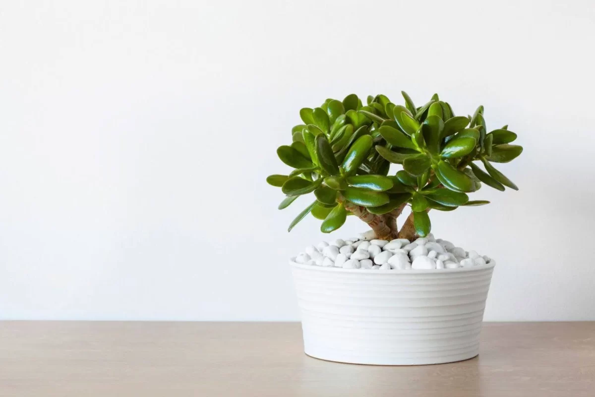 Điểm danh các loại cây phát triển tốt tươi làm duyên trong nhà dành cho người mới trồng - Ảnh 7. 7 16285187538601871861998 1675406379519 16754063798841153344849 1696237827652 1696237827819702788104