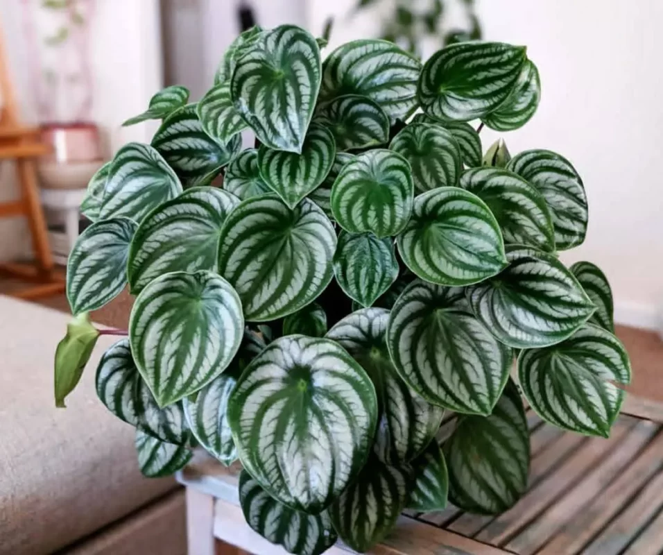 Điểm danh các loại cây phát triển tốt tươi làm duyên trong nhà dành cho người mới trồng - Ảnh 8. 8 16285187538771096588638 1675406384366 16754063845542054583144 1696237710757 16962377108401087547958